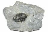 Detailed Gerastos Trilobite Fossil - Morocco #363933-3